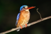 Blue-earedKingfisher_Sukau_0254 (128)_m